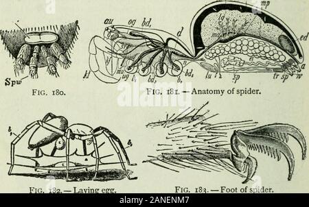 Principianti " zoologia . Fig. 178. - La tarantola. Fig. 179. - Trap-doorspider. k^ h. ? La posa di uovo, 183. -Piedi del tripode. Lo studio illustrato di ragni (Figg. 178-183).-La tarantola, come la maggior parte dei spi-ders, ha otto occhi semplici (nessuno composto). Trovare loro (Fig. 178). Come dospiders e insetti differiscono nel corpo ? Numero di gambe ? Che hanno più articolazioni tolegs? Non trap-porta spider tenere la porta chiusa (Fig. 179)? Come molti pairsof filiere per la filatura weL ha un ragno {SPW, 180) ? Piedi di spider ha howmany artigli ? Quanti pettini sulle griffe per azienda web ? Ragni acocoon spin per trattenere le uova. Da w Foto Stock