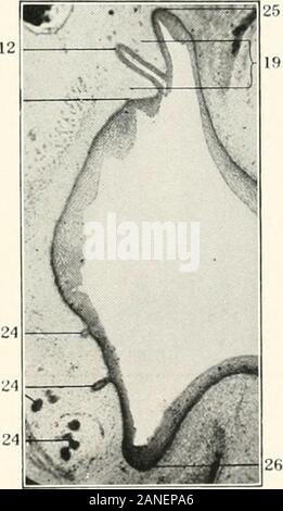 Contributi alla anatomia e sviluppo delle ghiandole salivari nel mammalia . 28 2 Fig. 114.. Foto Stock