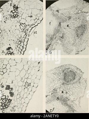 Ufficiale della ricerca agricola . Ufficiale della ricerca agricola Washington, D. C. morfologia della piastra Crowngall 4. Ufficiale della ricerca agricola Washington, D. C. piastra 4 • microfotografie che mostrano sezioni trasversali dei filamenti del tumore e secondario-tumori presi dalla piastra 3, B. A.-un tumore strand, st, che appariva in sezioni prese tra b e c ofPlate 3, B. Si può notare che alcune delle pareti intorno a taluni spaceshave intercellulari prese la macchia molto più pesantemente, e, ma che non ha proliferazione occurredabout loro. X224. B.-una sezione attraverso il secondario gall, c della piastra 3, B. Th Foto Stock