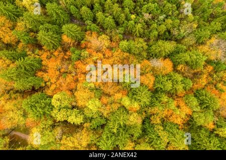 Vertical view of autumn forest scene with green, red and yellow colored trees. Foto Stock