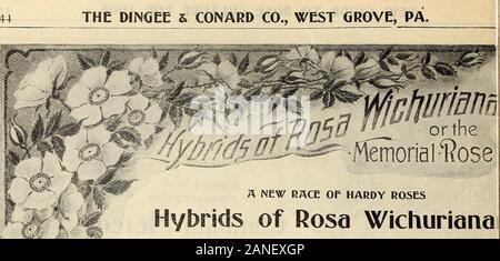 La nostra nuova guida alla cultura di rose : 1906 . =^".N?J^o^ 44 il DINGEE S. CONARD CO., West Grove, PA. Foto Stock