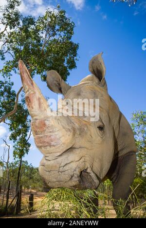 Ampio mantello angolato di Rhinoceros bianco che si nutrono di fieno in una riserva naturale Nel Queensland del Nord Lontano in Australia. Foto Stock