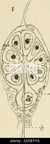 Il giornale di zoologia sperimentale . ing stadio. Fig. 33. Spermatocytes di primo ordine, mostra {a) otto dei dieci cromosomi non abbinato e(fc, c, d) i cromosomi delle stesse dimensioni in coppie. Fig. 34. Spermatocytes prima divisione, eventualmente un synapsis stadio. Fig. 35. Piastra equatoriale di maturazione prima mitosi, che mostra le variazioni di disposizione di cromo-somes (a,b,c, e doppi cromosomi, (c) cromosomi letterati come nelle Figg. 7, 12 e 23. Fig. 36. Vista laterale e vista obliqua della piastra equatoriale di maturazione prima mitosi mostra doublechromosomes. Fig. 37. Anaphase di maturazione prima Foto Stock