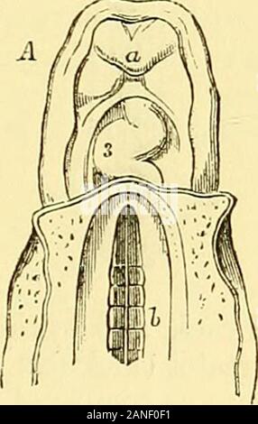 Quain's elementi di anatomia . la doppia forma in vista della fiat speci-mens degli uccelli embrione. Quindi, prima che il fatto è stato accertato mediante ofsections, i vecchi osservatori tutti tenutasi il cuore dell'uccello a provenire da un organo singlemedian. La primitiva vene o di navi di grandi dimensioni mediante la quale il sangue è portato nel ijosteriorextremity del cuore rudimentali sono i principali venoso di ritorno channelswhich raccogliere il sangue dal terminale siaus dell'area vascolare, mentre idue navi che procedono dalla estremità anteriore formano la coppia fiist ofaortic arcate che si piega sul lato Foto Stock