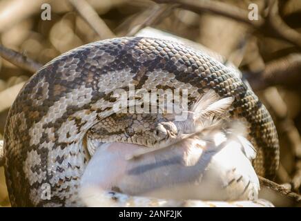 Avvolto intorno alla sua preda un python Scrub inizia a deglutire un piccione crespato. Foto Stock