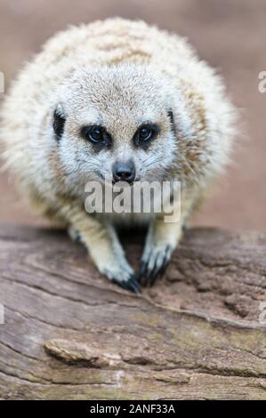 Meerkat prendere il sole in una posizione accovacciata su un ceppo in una mostra di fauna selvatica a Melbourne. Foto Stock