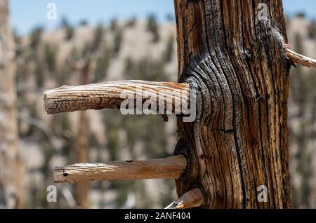 Nodose di alberi e di fiori selvaggi blooming a Bristlecone pineta vicino a Lone Pine California Foto Stock