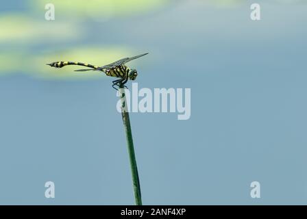 Un dragonfly australiano maturo della tigre poggia su un gambo di canna su un grande buco d'acqua nel paese del golfo del Queensland dell'Australia - Ictinogomphus australis. Foto Stock