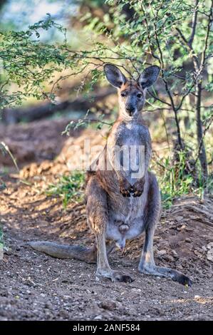 Gli stativi maschi maturi di wallaroo stanno lentamente scannerizzando i relativi dintorni nel bush spesso del Queensland centrale in Australia. Foto Stock