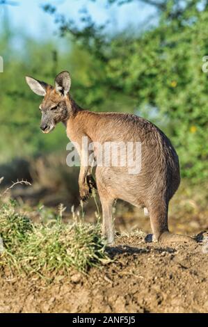 Gli stativi maschi maturi di wallaroo stanno lentamente scannerizzando i relativi dintorni nel bush spesso del Queensland centrale in Australia. Foto Stock