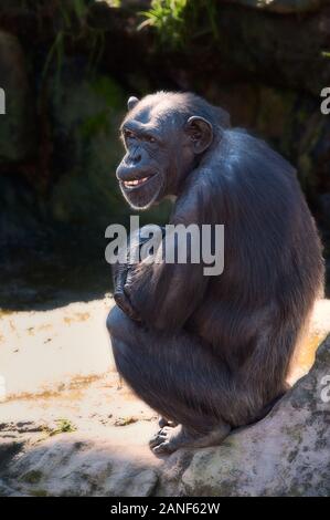 Un solo scimpanzone maschio si sente minacciato si siede da solo con braccia piegate e sorridente in un parco di conservazione Australiano. Foto Stock