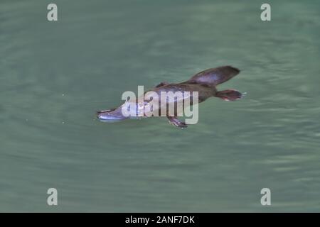 Un singolo Platypus (Ornithorhynchus) galleggia sulla superficie del torrente nel Parco Nazionale della Gola di Carnarvon, Queensland. Foto Stock