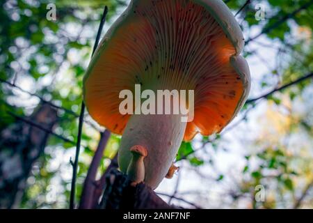 Pleurotus ostreatus, i funghi orecchioni, è un comune di funghi commestibili. Foto Stock