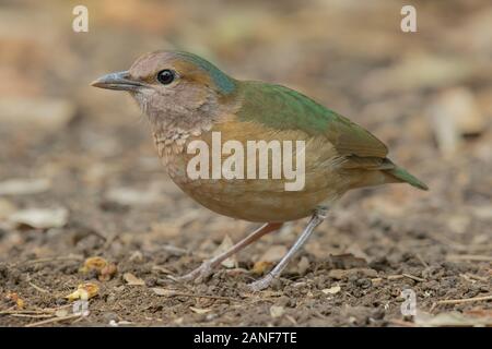 Blu-rumped pitta maschio da vicino la natura di Nam Cat Tien National Park, Vietnam Foto Stock