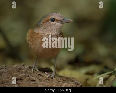 Blu-rumped pitta maschio da vicino la natura di Nam Cat Tien National Park, Vietnam Foto Stock