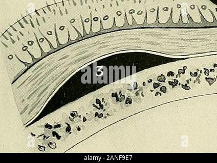 Un libro di testo di anatomia clinica : per studenti e professionisti del settore . 1) p 1) p "ff o? P p 0)O 3 e S-- A O p a 3 p come&LT; 2 ^,. Foto Stock