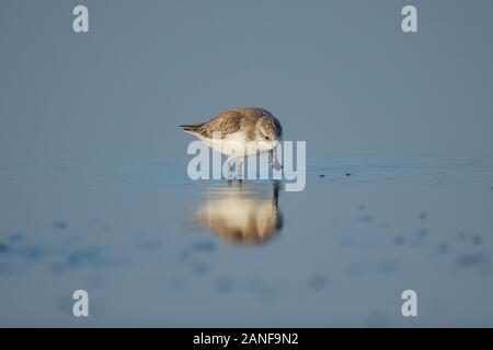 Spoon-fatturati Sandpiper e uccelli costieri all'interno golfo di Thailandia.Molto rari e criticamente le specie in via di estinzione del mondo,passeggiate e foraggio in w Foto Stock