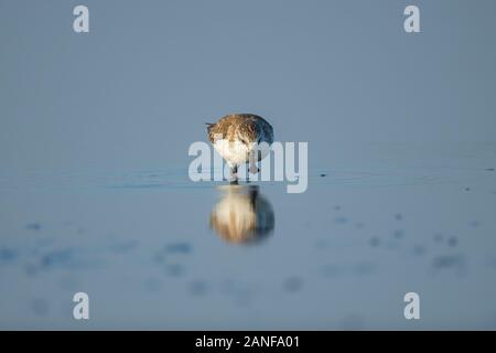 Spoon-fatturati Sandpiper e uccelli costieri all'interno golfo di Thailandia.Molto rari e criticamente le specie in via di estinzione del mondo,passeggiate e foraggio in w Foto Stock