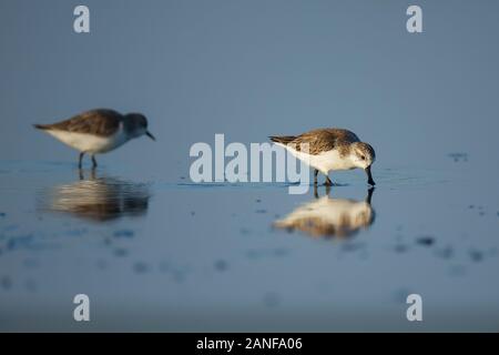 Spoon-fatturati Sandpiper e uccelli costieri all'interno golfo di Thailandia.Molto rari e criticamente le specie in via di estinzione del mondo,passeggiate e foraggio in w Foto Stock