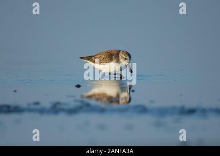 Spoon-fatturati Sandpiper e uccelli costieri all'interno golfo di Thailandia.Molto rari e criticamente le specie in via di estinzione del mondo,passeggiate e foraggio in w Foto Stock