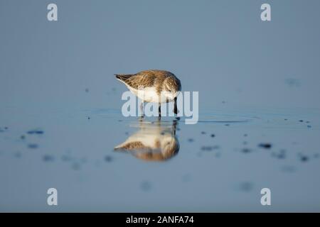 Spoon-fatturati Sandpiper e uccelli costieri all'interno golfo di Thailandia.Molto rari e criticamente le specie in via di estinzione del mondo,passeggiate e foraggio in w Foto Stock