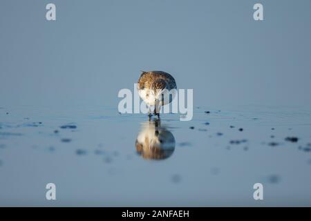 Spoon-fatturati Sandpiper e uccelli costieri all'interno golfo di Thailandia.Molto rari e criticamente le specie in via di estinzione del mondo,passeggiate e foraggio in w Foto Stock