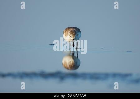 Spoon-fatturati Sandpiper e uccelli costieri all'interno golfo di Thailandia.Molto rari e criticamente le specie in via di estinzione del mondo,passeggiate e foraggio in w Foto Stock