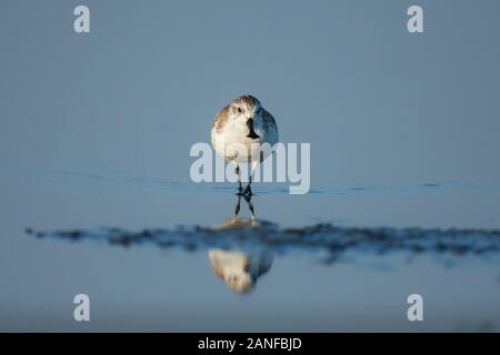 Spoon-fatturati Sandpiper e uccelli costieri all'interno golfo di Thailandia.Molto rari e criticamente le specie in via di estinzione del mondo,passeggiate e foraggio in w Foto Stock