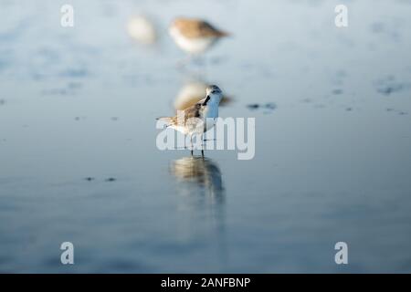 Spoon-fatturati Sandpiper e uccelli costieri all'interno golfo di Thailandia.Molto rari e criticamente le specie in via di estinzione del mondo,passeggiate e foraggio in w Foto Stock