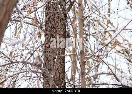Carino scoiattoli su un albero nella foresta di inverno Foto Stock