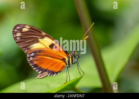 Tiger Heliconian - Heliconius ismenius, bella brushfoot colorate butterfly dal Centro e Sud America prati, Ecuador. Foto Stock
