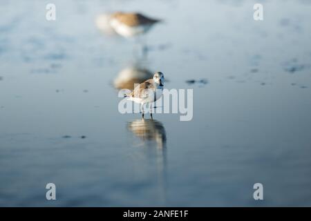 Spoon-fatturati Sandpiper e uccelli costieri all'interno golfo di Thailandia.Molto rari e criticamente le specie in via di estinzione del mondo,passeggiate e foraggio in w Foto Stock