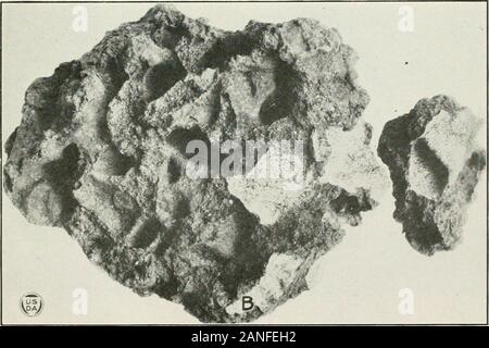 Ufficiale della ricerca agricola . Ufficiale della ricerca agricola Washington, D. C. termiti della zona del canale 6 di piastra Foto Stock