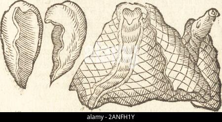 De naturae diuinis characterismis, seu, Raris & admirandis spectaculis, causis, indiciis, proprietatibus rerum in partibus singulis vniuersi, libri II . 9 4 MCM- %i6 ^fembransvariasceu fetusinuolucra.. L Lapides vomitioneiciedti. Jlignifruflulum. Foto Stock