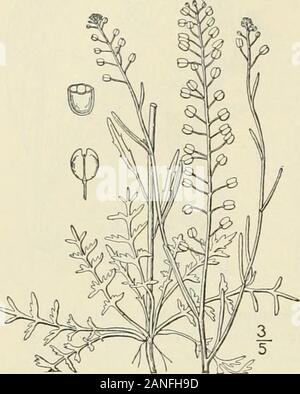 Una flora illustrata del nord degli Stati Uniti, il Canada e la British possedimenti : da Terranova al parallelo tra il confine meridionale della Virginia e dall'Oceano Atlantico verso ovest per il 102º meridiano; 2° ed. . 166 CRUCI FERAE. Vol. II. 5. Lepidium densiflorum Schrad. Linguetta selvatici- o pepe-erba. Fig. 2041.. Densiflorum Lcpidium Schrad. Ind. Sem. Goett. 4. 1835.Lepidium intermedium A. Gray, Man. Ed. 2. 1856. Non A. ricco. 1847. /-. Ramosissin124. 1899. A. Nelson, Boll. Torr. Club 26: molto simile L. ruderale e L. virginicum.foglie basali pinnately lobate o pinnatifid.Pods obov Foto Stock