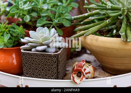Varie le piante succulente pentole a stare in casa in un giardino. Foto Stock
