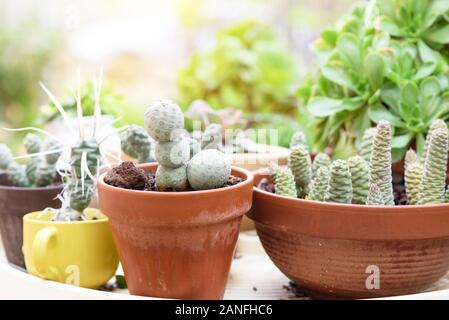 Gruppo di Tephrocactus le piante succulente in un giardino soleggiato. Foto Stock