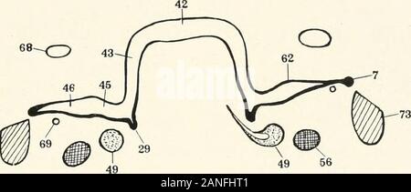 Contributi alla anatomia e sviluppo delle ghiandole salivari nel mammalia . Fig. 15.. Fig. 16. Foto Stock