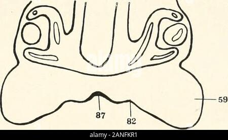 Contributi alla anatomia e sviluppo delle ghiandole salivari nel mammalia . 59 82 Fig.. Fig. 3. Foto Stock