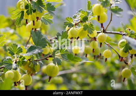 Fresco verde uva spina. Frutti di bosco verde close-up su un ramo di uva spina. Giovani uva spina nel frutteto su un arbusto. Uva spina nel frutteto. Foto Stock