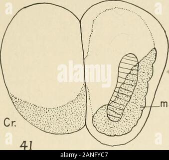 Il giornale di zoologia sperimentale . om 12 ore (Figg. 41, 42) a 2cHours (Figg. 45, 46) dopo la lesione di uno dei primi due Blastomeres. Fig. 41. Posteriore-vista dorsale. Fig. 42. Stesso embrione, posteriore vista ventrale. In entrambi thesefigures cellule del muscolo si trovano principalmente su un lato del notochord, ma hanno cresciuto oltre a latoopposto alla fine della coda. Fig. 43. Metà destra larva dal lato destro. Fig. 44. Sinistra halflarva da sinistra lato dorsale. La mezzaluna gialla sul ferito blastomere apparentemente occupa dif-ferent posizioni rispetto alla larva in queste due figura Foto Stock