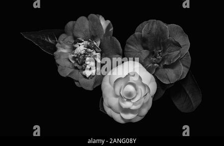 Dark macro monocromatica di tre camellia blossoms,sfondo nero,un'arte raffinata vita ancora vista dall'alto basso chiave macro Foto Stock