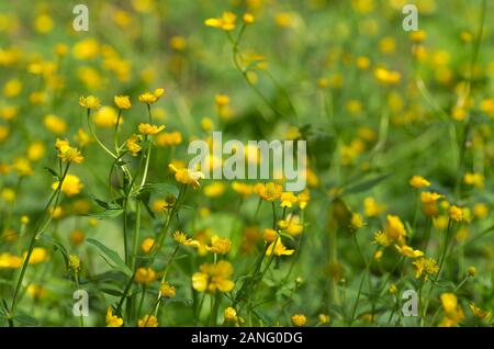 Paesaggio di primavera con molti fioritura e intreccio giallo renoncules con bellissimo bokeh di fondo Foto Stock