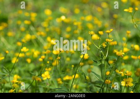 Paesaggio di primavera con molti fioritura e intreccio giallo renoncules con bellissimo bokeh di fondo Foto Stock