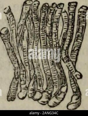 Di idropatia pratico, compresi i piani di terme e di commento sulla dieta, abbigliamento e abitudini di vita.. . AU thefibers che compongono la materia nervoso, sono tubi riempiti con afluid. L'allegato disegno illustra le fibre di una di thenerves ingrandita e con il fluido in esse contenuto escapingfrom loro estremità. È probabile che questo discoverymay essere mezzi di gettare un po' di luce su funzioni questo finora poco capito parte del telaio di animale. Il sistema nervoso è costituito da due sostanze, facilmente distinguibili bytheir colore, texture e consistenza. Uno è grigio, o piuttosto di un Foto Stock