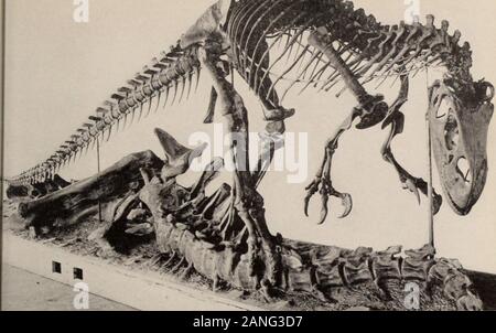 Guida generale per le sale espositive del Museo Americano di Storia Naturale . I -. Un dinosauro carnivoro e la sua preda (Allosaurus e Brontosaurus). Anche se non così grande come Brontosaurus, Allosaurus era un formidabile carnivori di rettile che si isbelieved, era in grado di divorare la sua più grande ma più lento di dinosauro sala contemporanea del giurassico rettili (Indice Piano, p. 19, quarto piano, Hall 13) Lo scheletro che domina il centrodel la hall è quello del grande Brontosaurus,o Thunder rettile. Questa grande corposo, di piccole punte ha dinosauro massiccio degli arti, whosejoints, tappate nella vita con Foto Stock