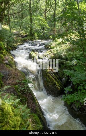 Cascate Di Dolgoch, Vicino A Tywyn (Towyn), Galles Foto Stock