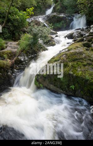 Dolgoch cade, vicino Tywyn (Towyn), Galles Foto Stock