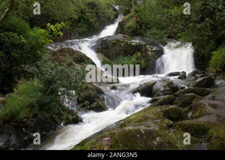 Dolgoch cade, vicino Tywyn (Towyn), Galles Foto Stock