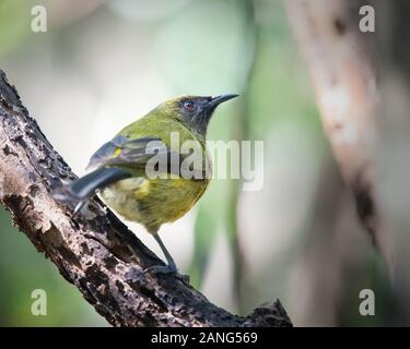 Nuova Zelanda bellbird (Anthornis melanura), anche noto con i suoi nomi Maori korimako e makomako Foto Stock